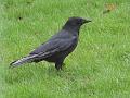 2013-0105-1145_ Crow_10.2C